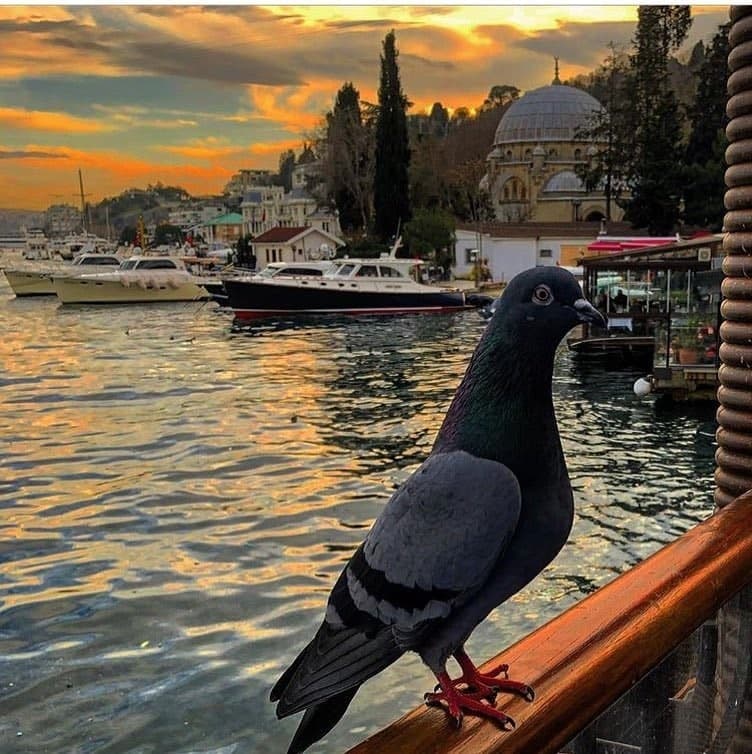 Bebek Terrace Restaurant gallery photo 7